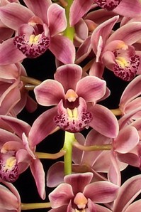 Cymbidium Memoria Dick Swain Santa Barbara HCC/AOS 78 pts.